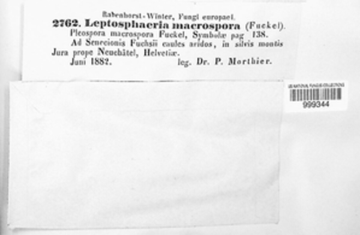 Paraleptosphaeria image